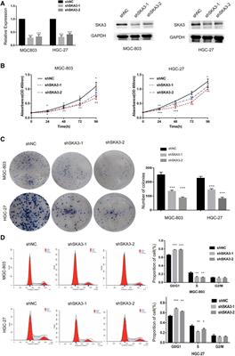 The SKA3-DUSP2 Axis Promotes Gastric Cancer Tumorigenesis and Epithelial-Mesenchymal Transition by Activating the MAPK/ERK Pathway